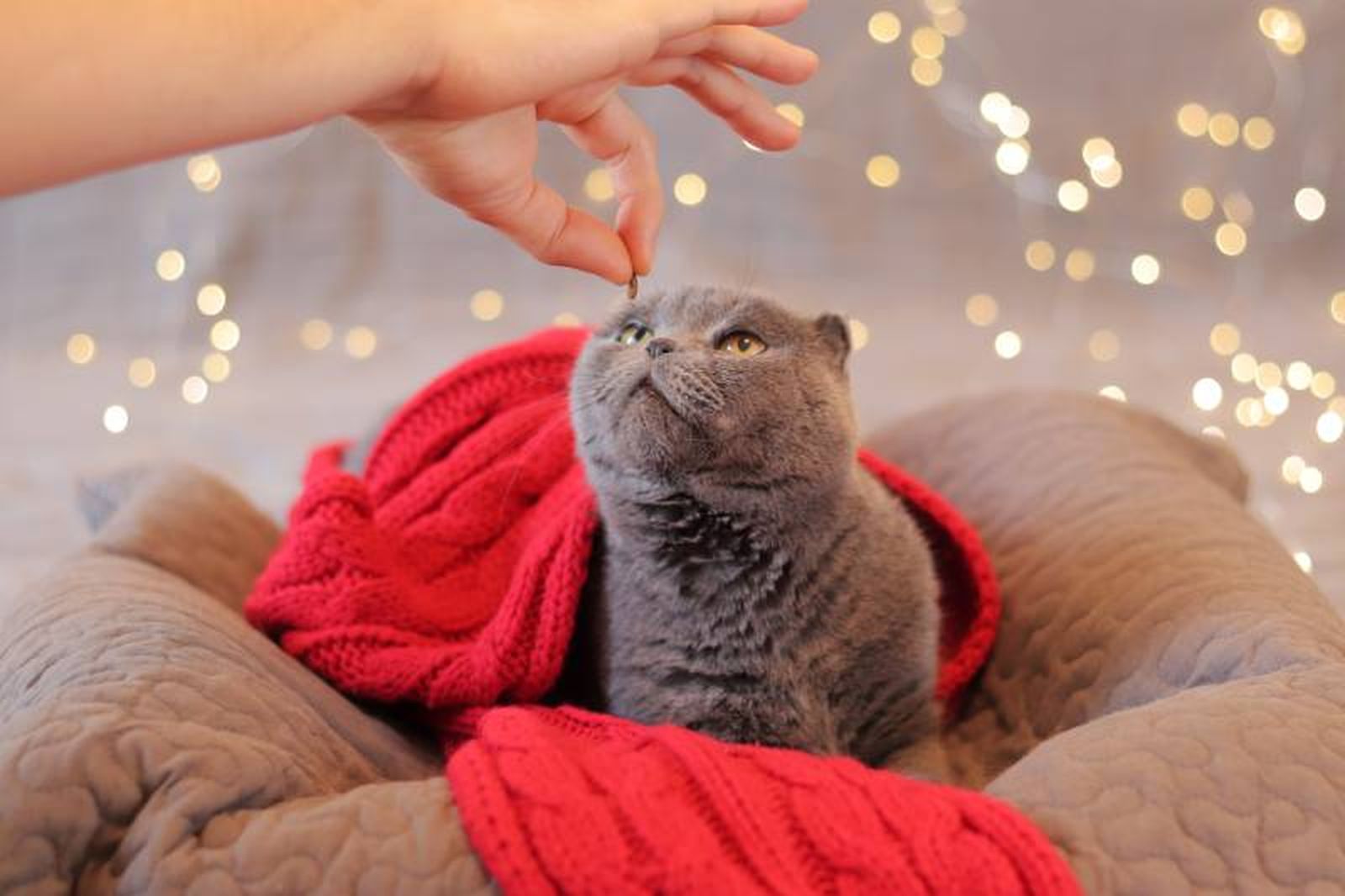 ¿A tu gato le gustan los juguetes o las golosinas? ¿A tu gato le gustan los juguetes o las golosinas?