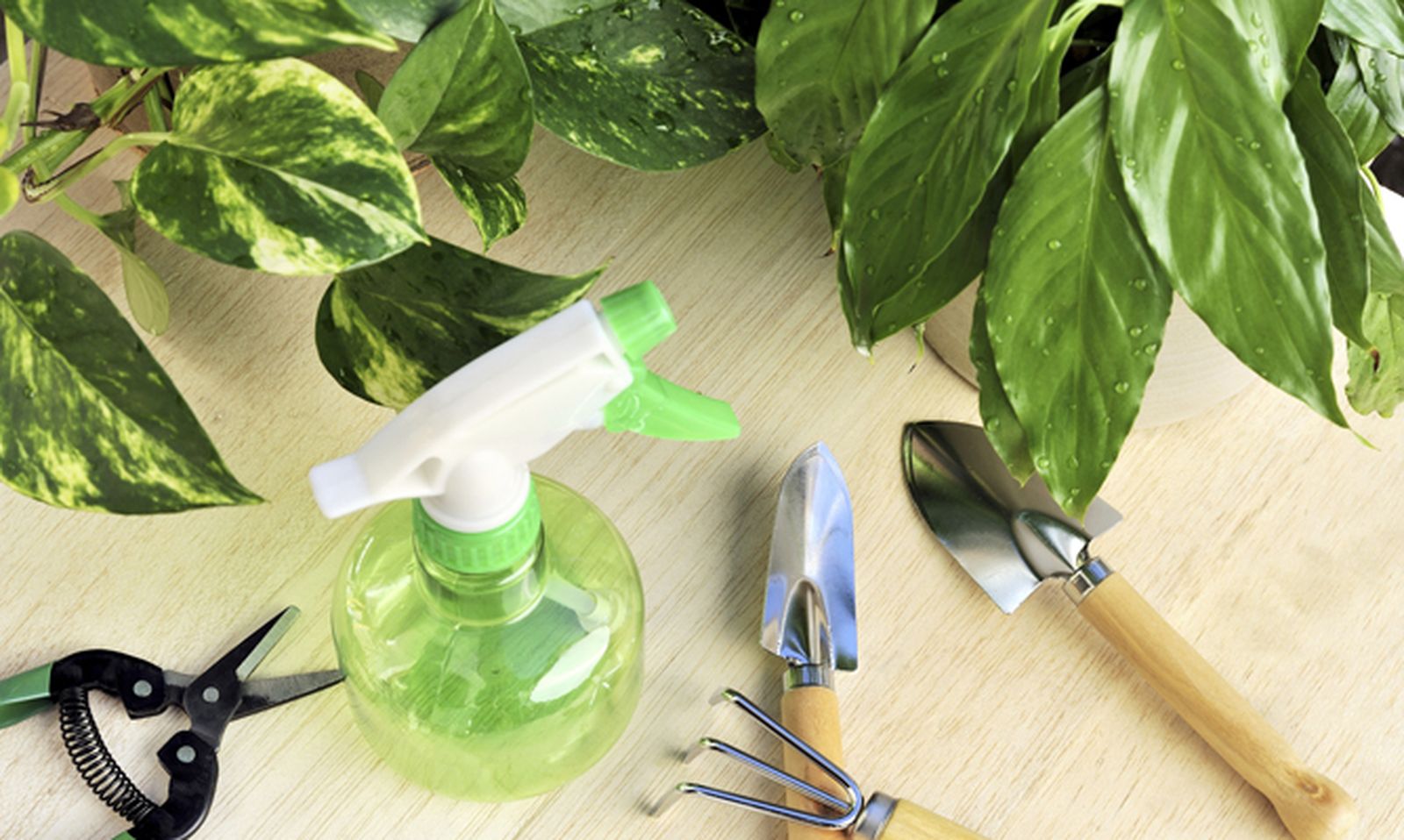 Cuidados de las plantas de interior en vacaciones