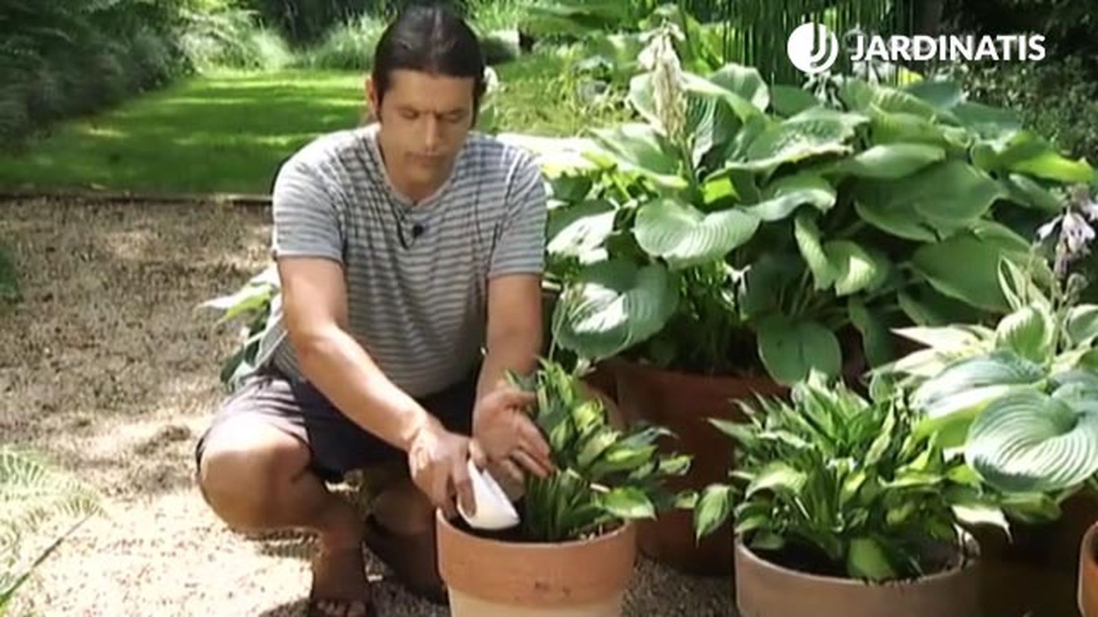 cebo contra caracoles babosas de hostas y hermosas deco 454 jardin cebo contra caracoles babosas de hostas y hermosas deco 454 jardin