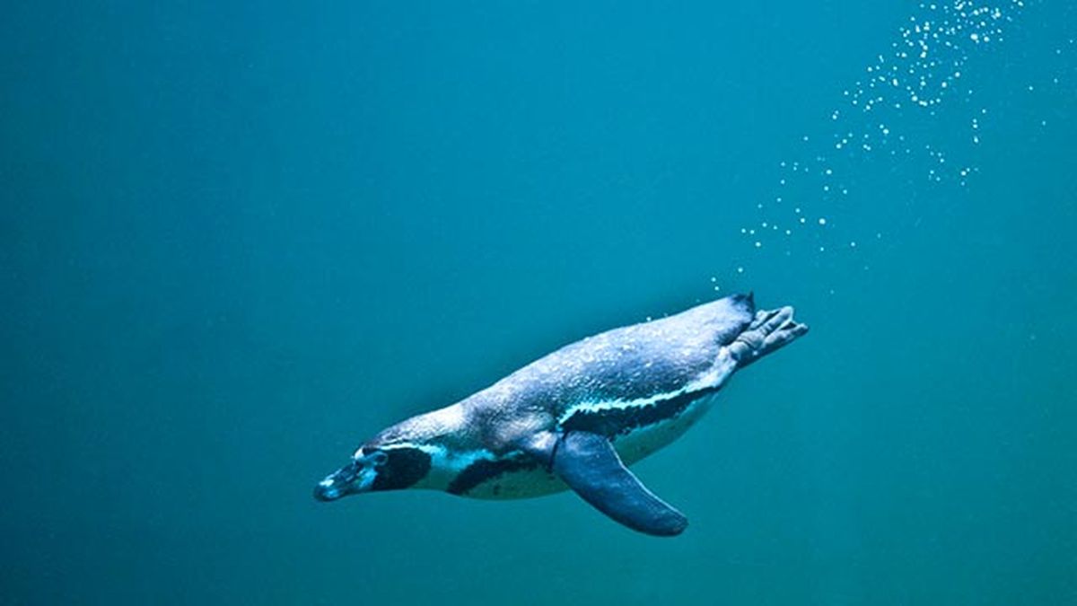 aspectos curiosos pinguinos 9