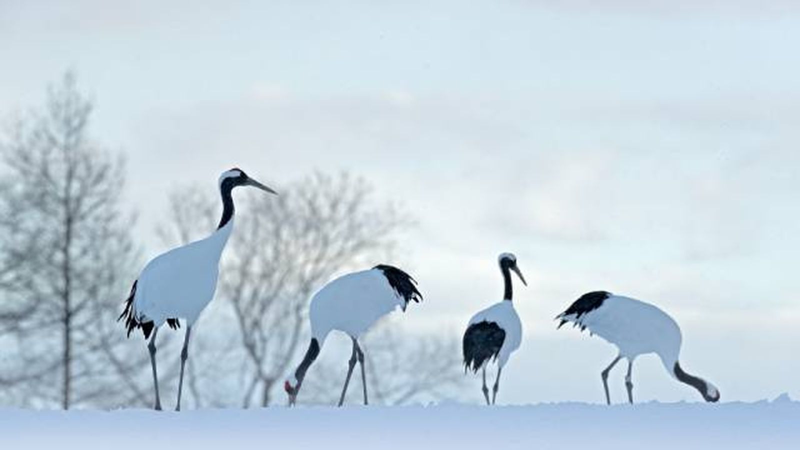 grulla (1) grulla (1)