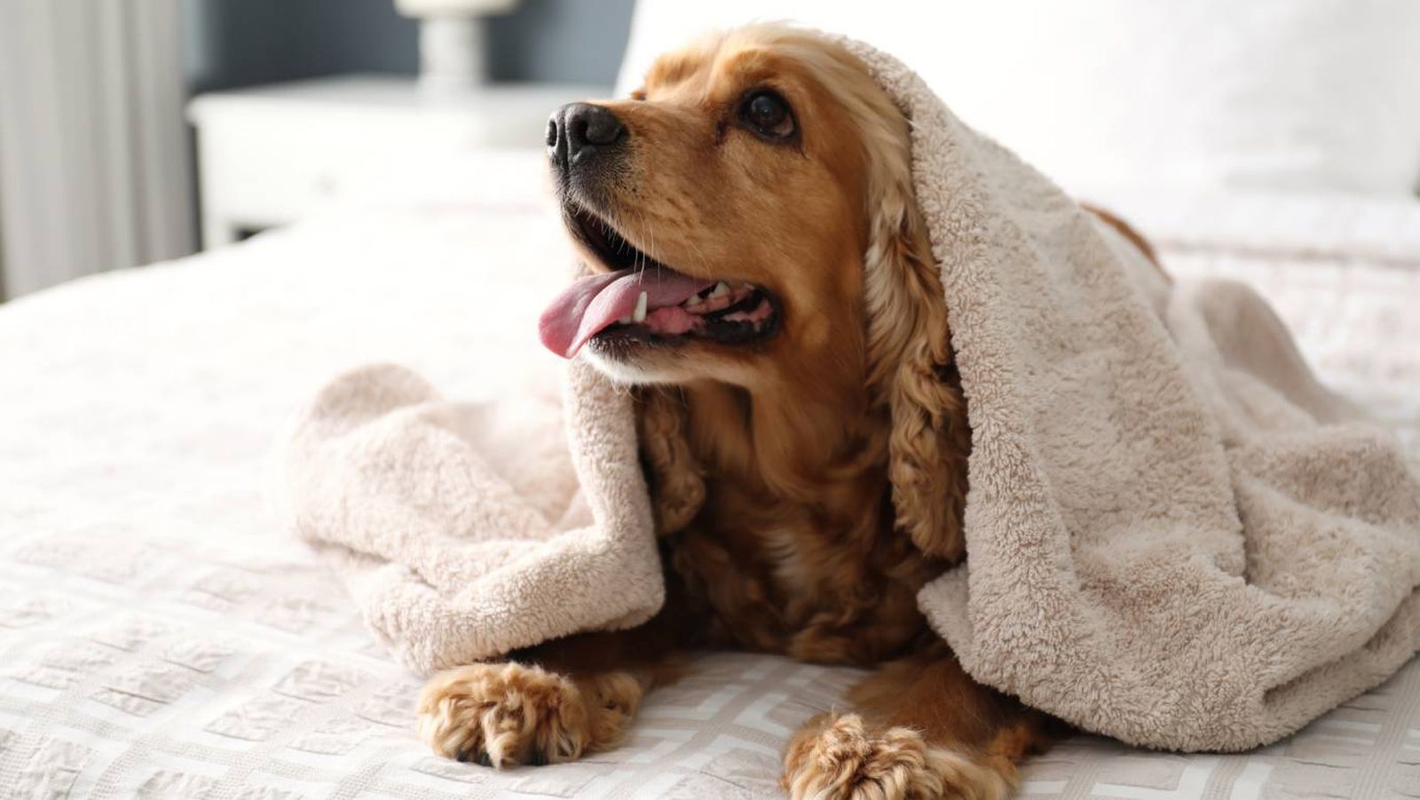 Dónde debe dormir un perro en verano