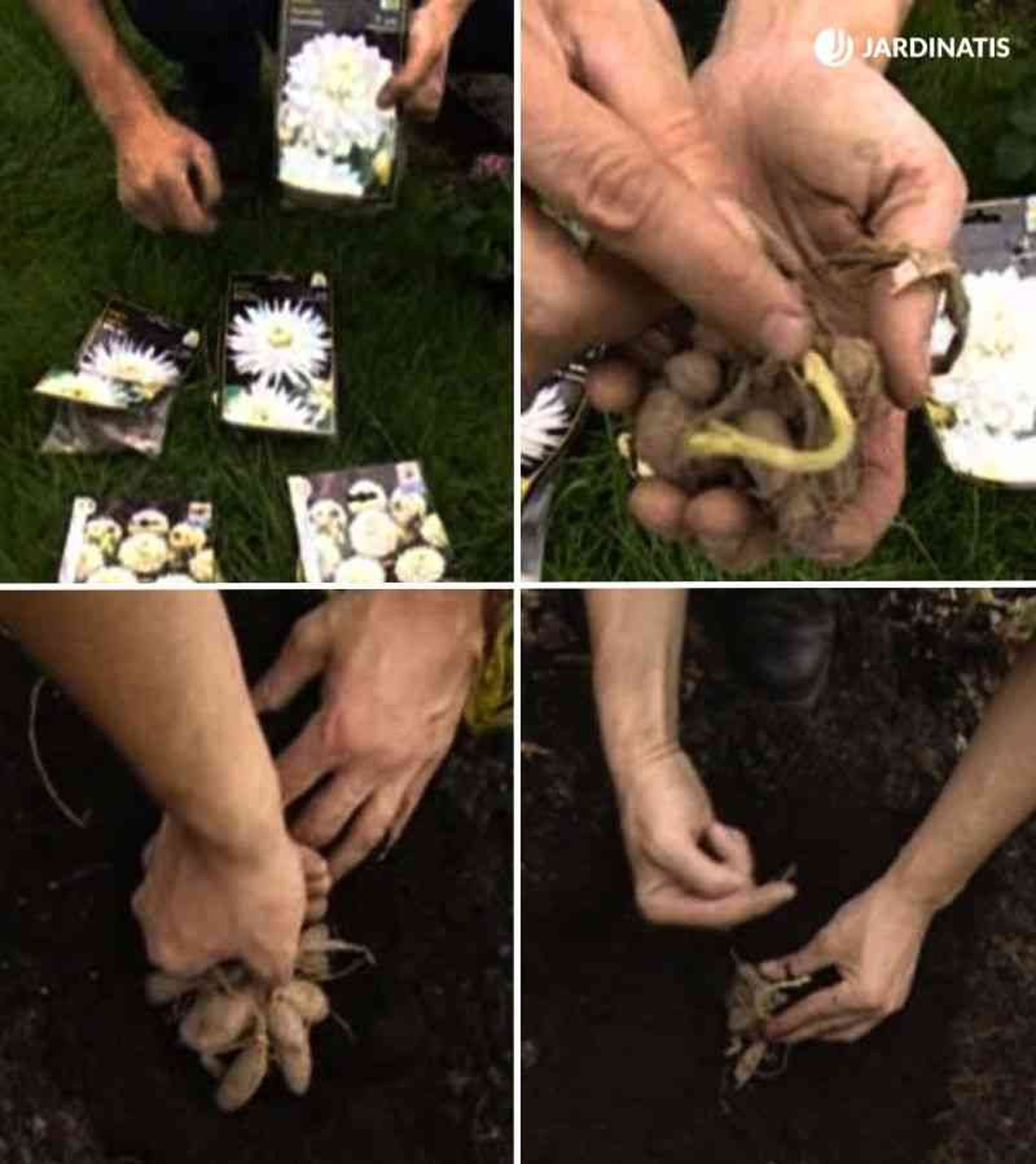 Nunca escatimes en la utilización de sustrato de plantación Nunca escatimes en la utilización de sustrato de plantación