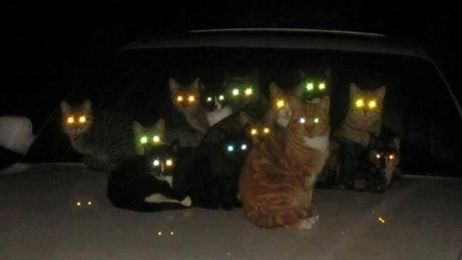 Gatos con los ojos brillantes debido al tapetum lucidum. Gatos con los ojos brillantes debido al tapetum lucidum.