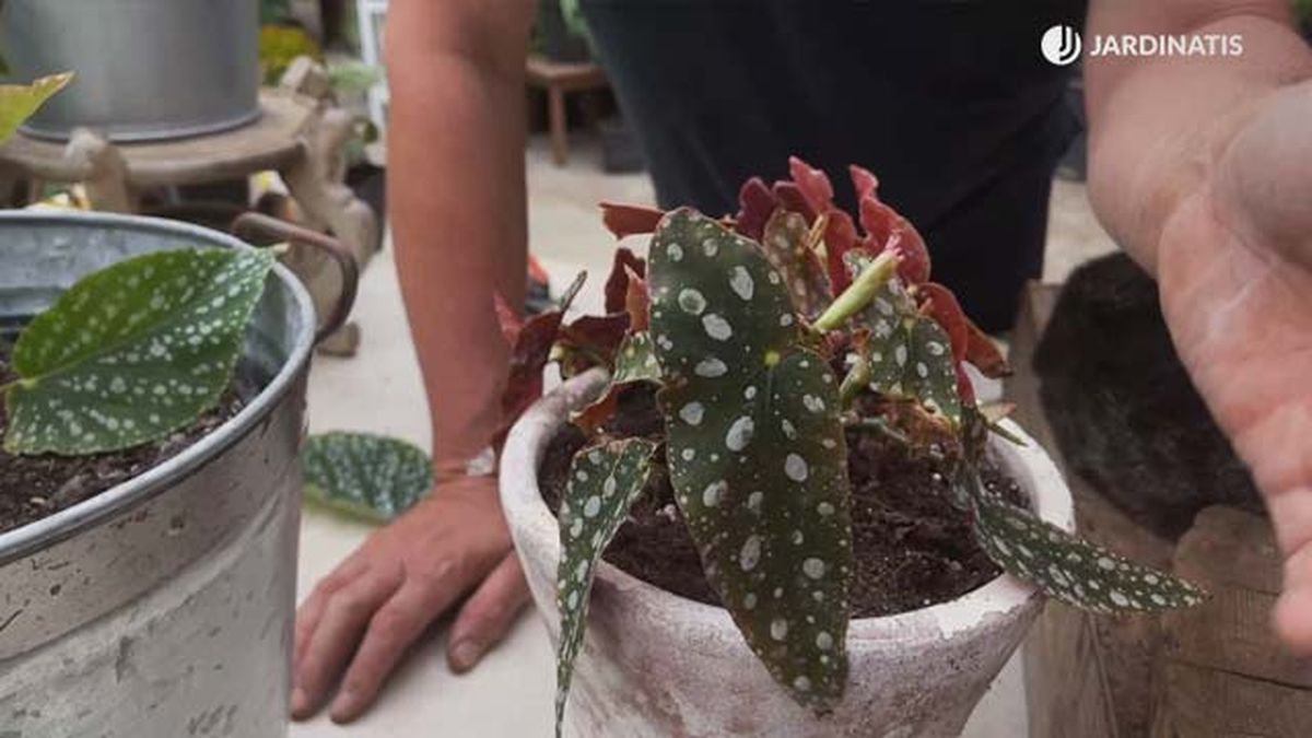 begonia maculata mini coleccion de inigo segurola jardinatis