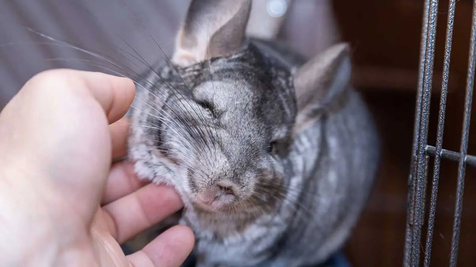 chinchilla cuidados ok