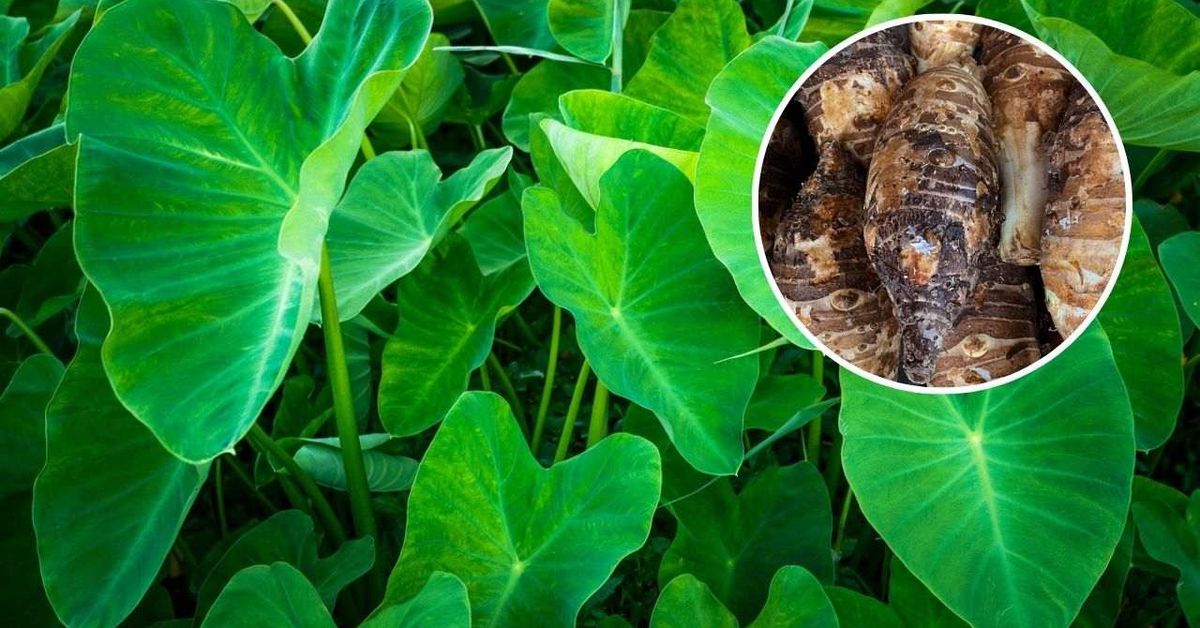 ¡No solo son bonitas! Estas plantas te sorprenderán con sus tubérculos ...