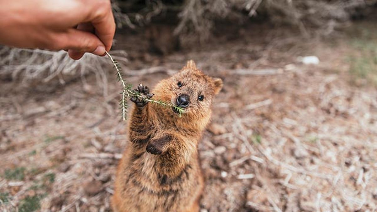 quokka 4 ramita