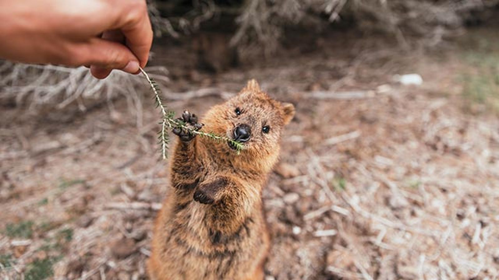quokka 4 ramita quokka 4 ramita