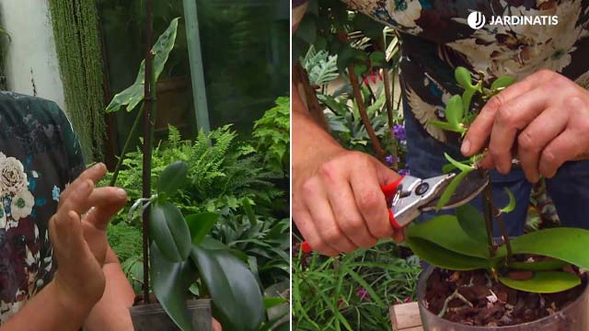 como reproducir orquidea tallo cortar tallo deco 661 jardinatis
