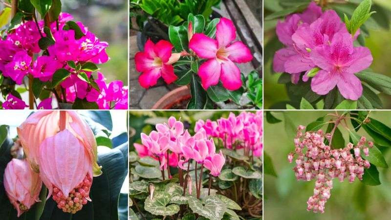 Flores rosas Flores rosas