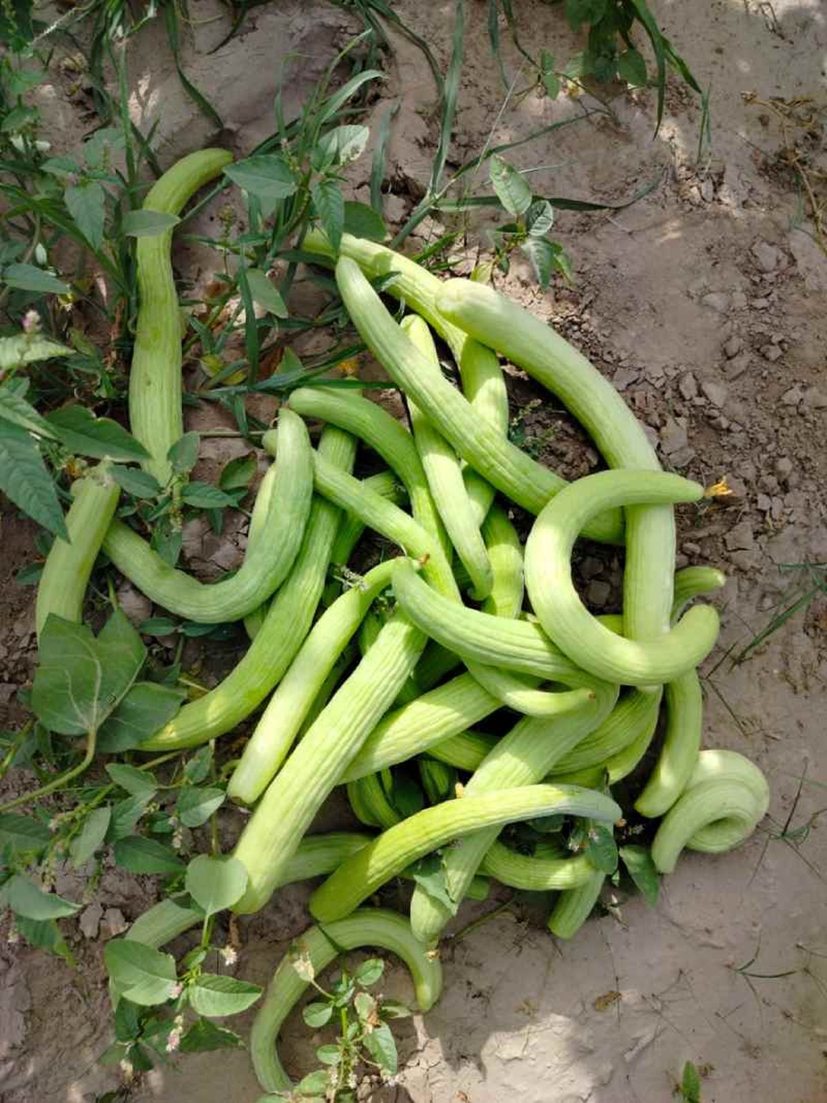 Pepinos Armenios en la huerta.