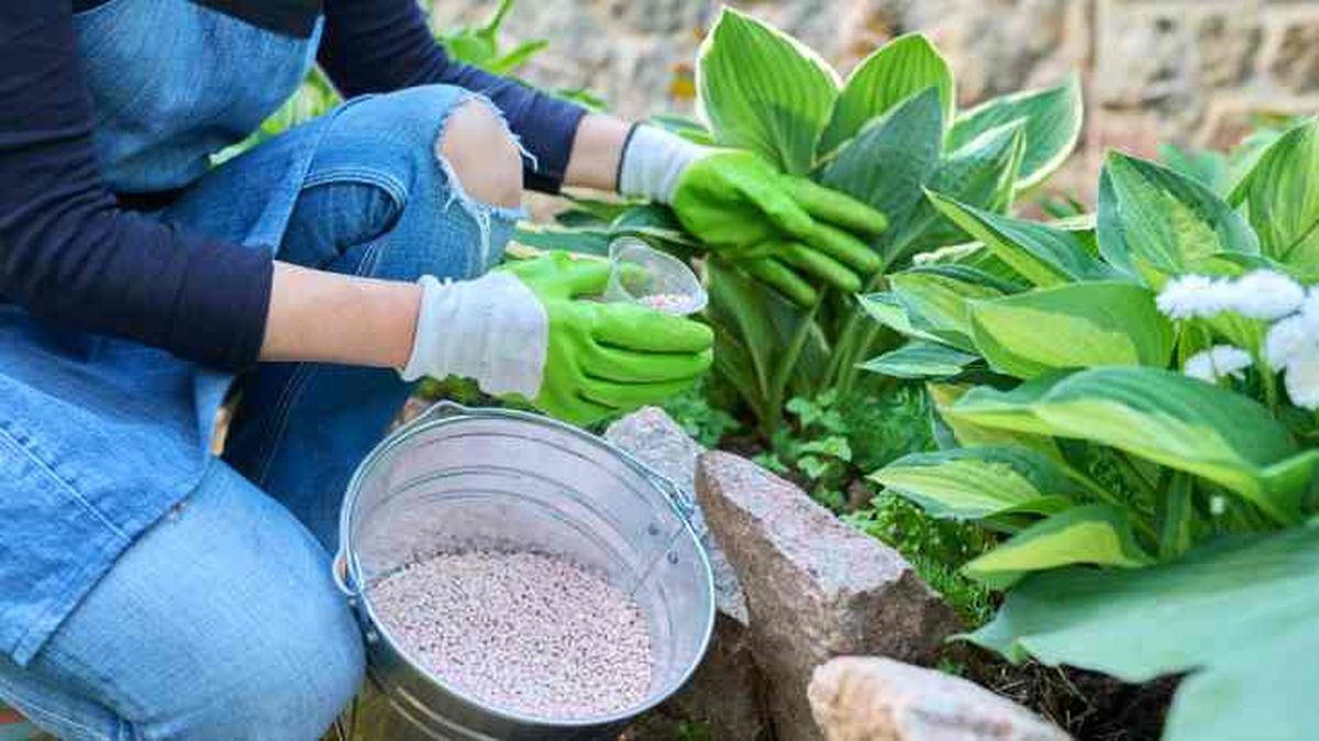 mujer fertilizando el lecho de flores con fertilizantes minerales granulados