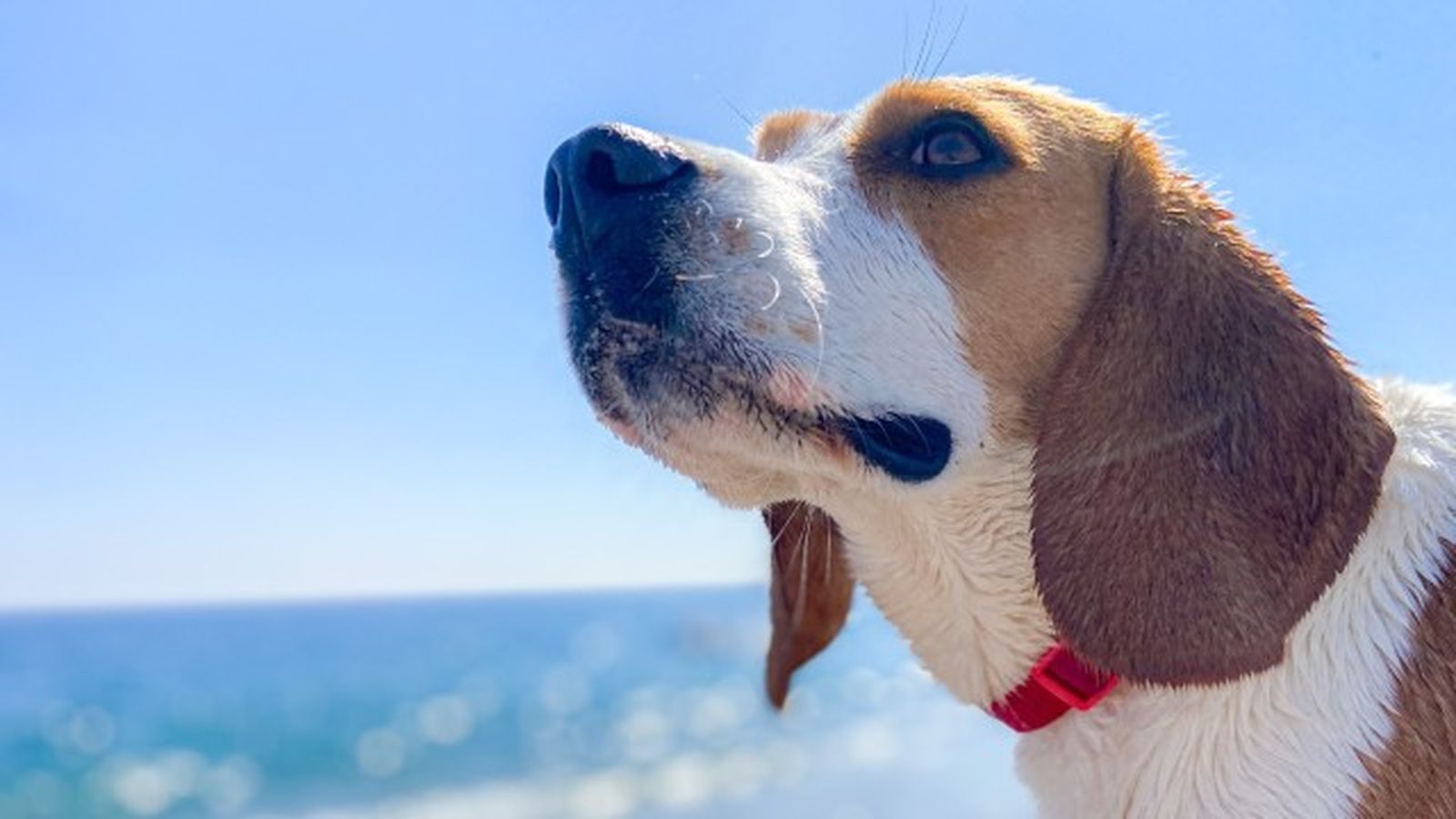 beagle 10 beagle 10