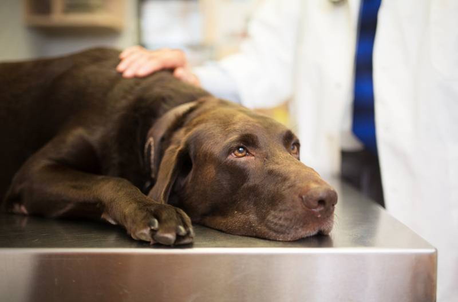 El veterinario difícilmente podrá eliminar completamente el veneno del cuerpo de nuestra mascota. El veterinario difícilmente podrá eliminar completamente el veneno del cuerpo de nuestra mascota.