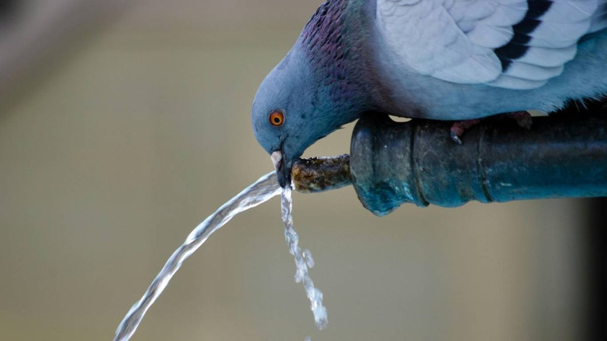 ¿Entonces es buena o mala suerte?