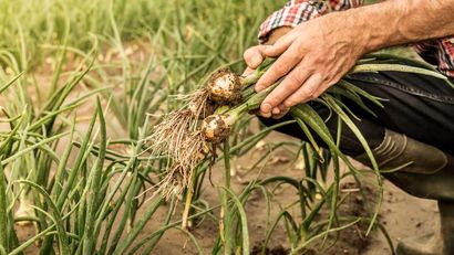 Octubre es el mes ideal para iniciar cultivos que prosperan en el clima fresco