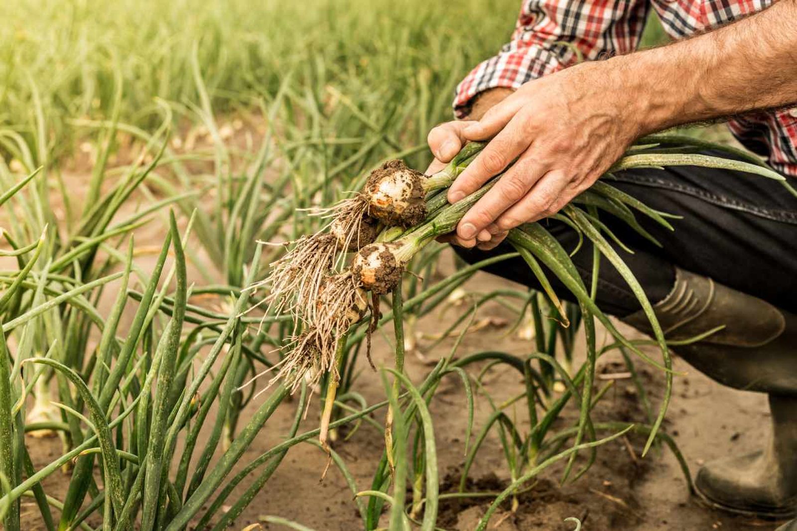 Octubre es el mes ideal para iniciar cultivos que prosperan en el clima fresco