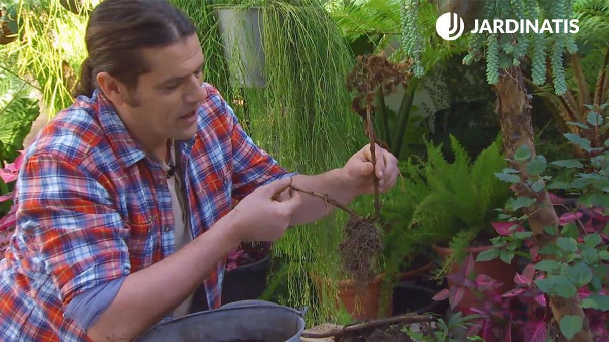 decogarden 0647 acodo tecnica reproduccion acodo hortensia