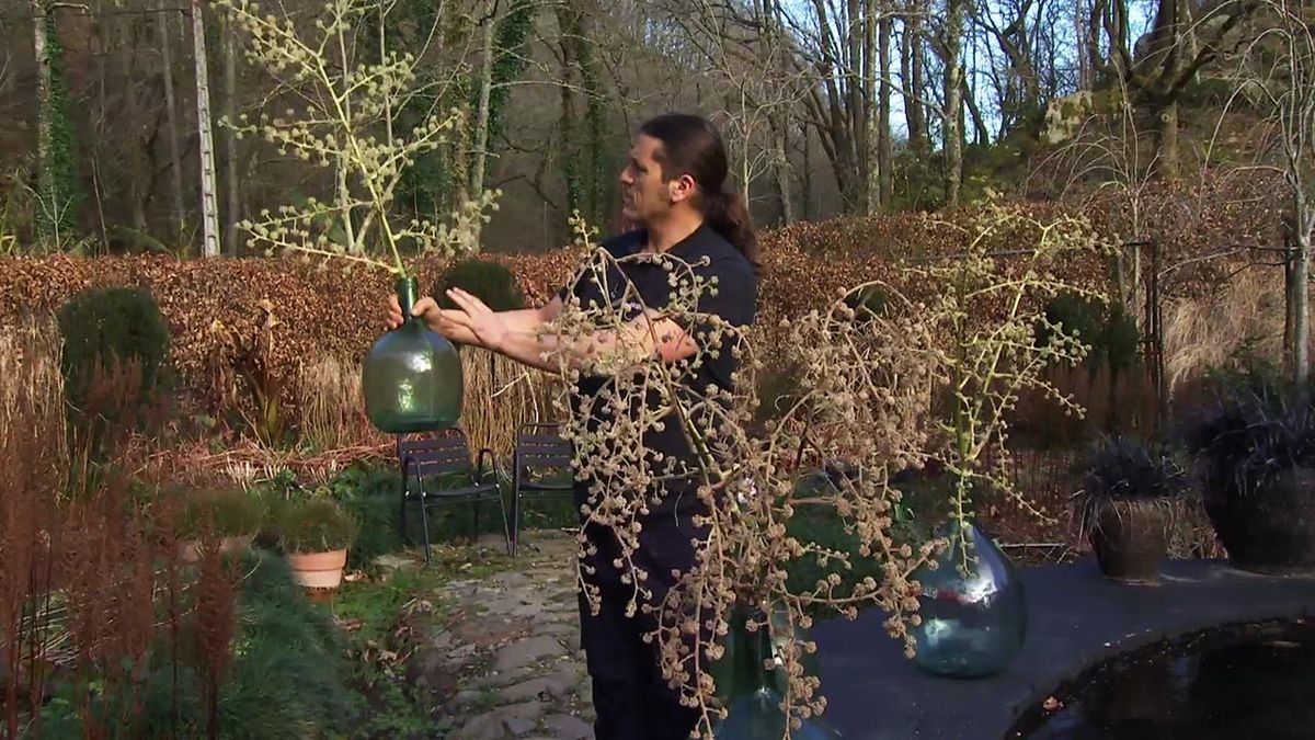 deco 760 jardin floracion tetrapanax arte floral