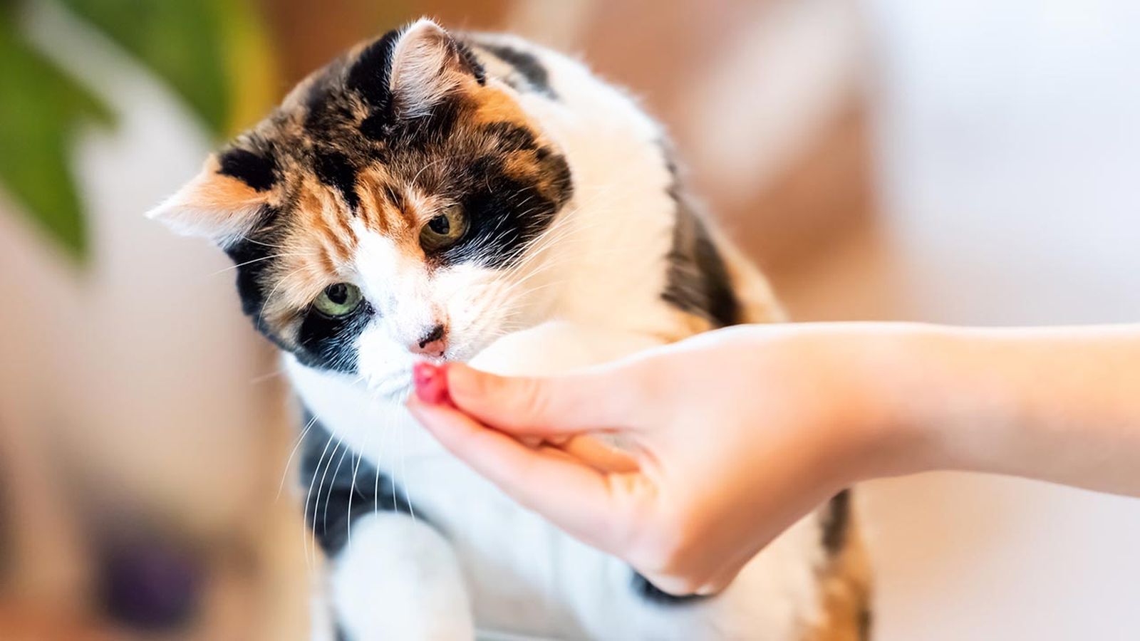 articulos mascotas felices 14 recomenpensa gato articulos mascotas felices 14 recomenpensa gato