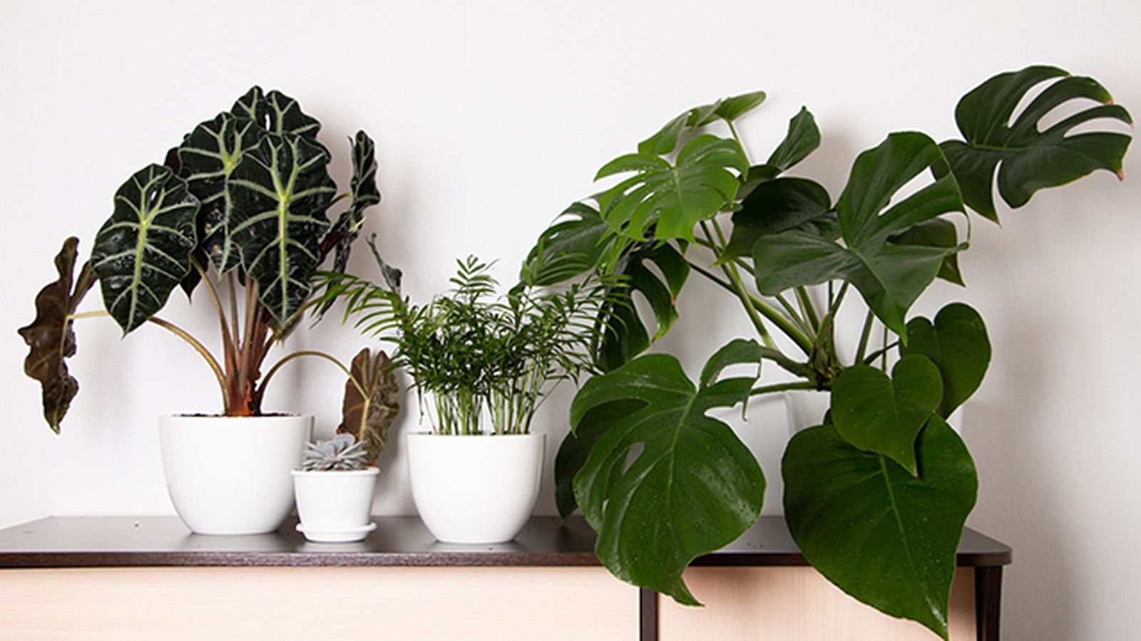 plantas captan polvo del entorno plantas captan polvo del entorno