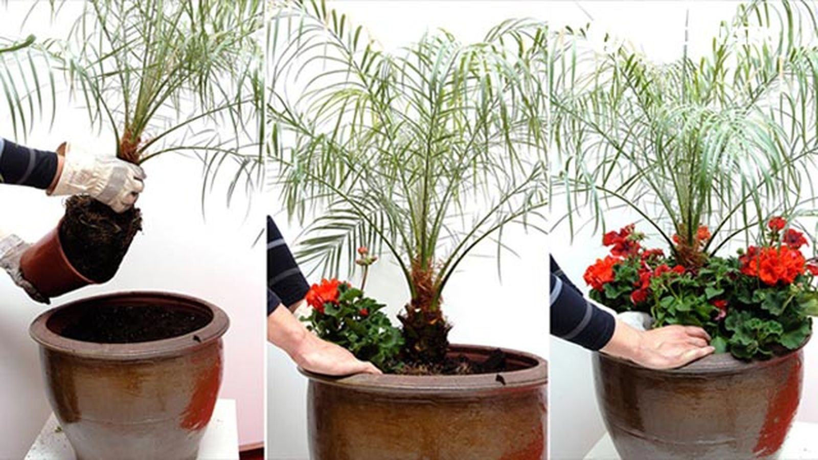 composicion palmera roebelen geranios petunias xl deco 195 jardinatis