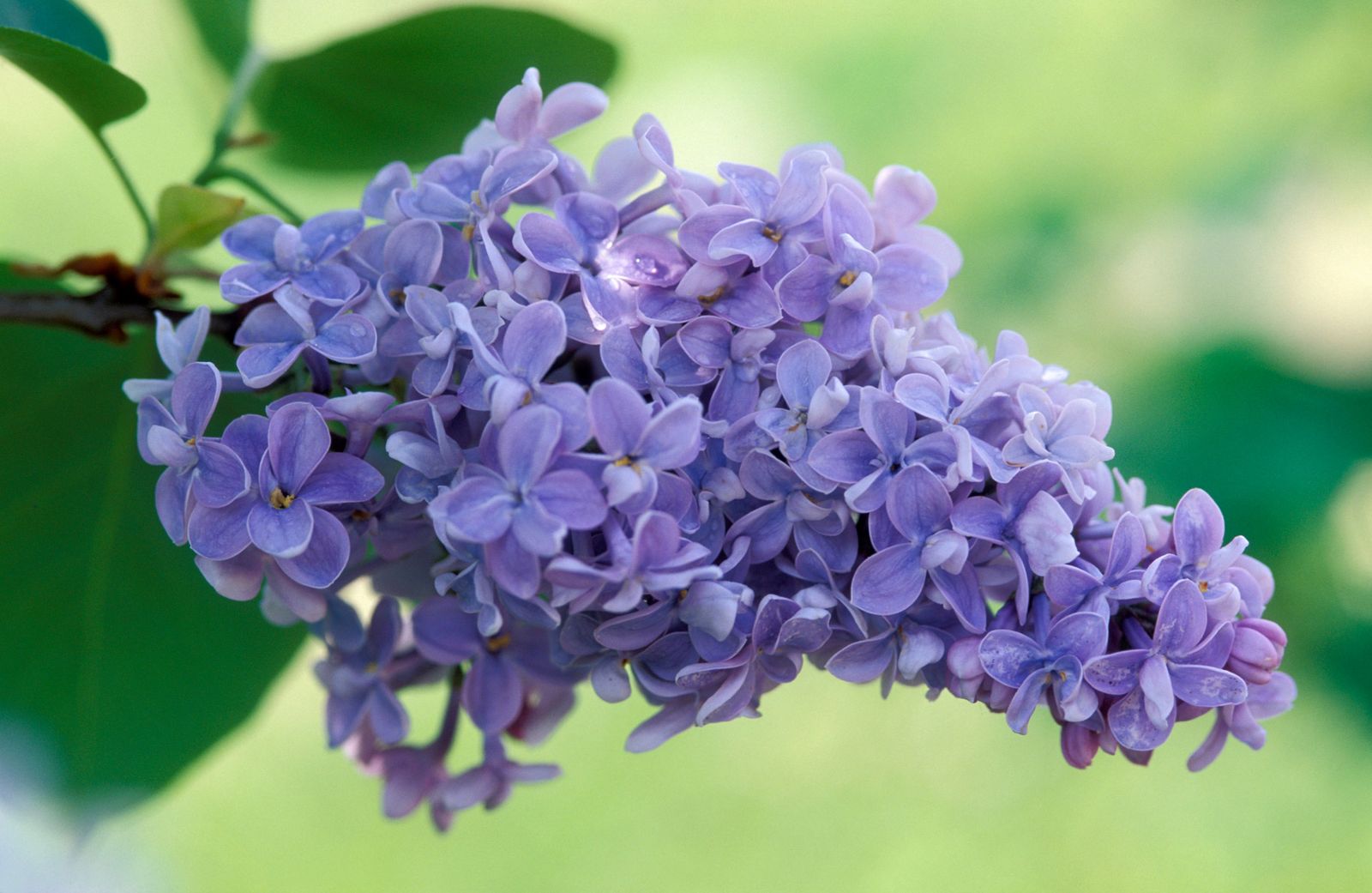 lilas o syringa lilas o syringa