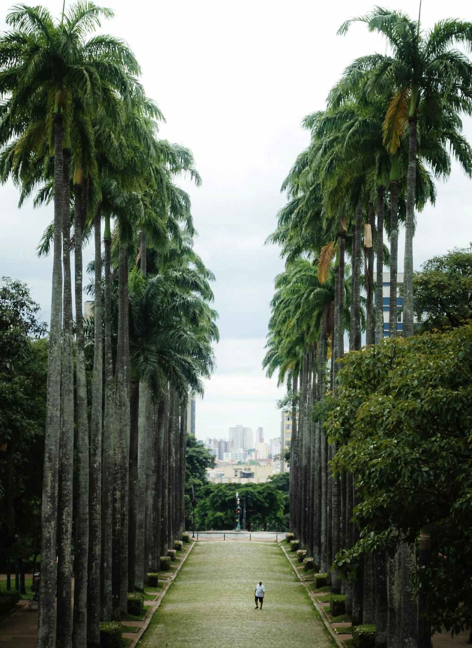 Palmeras altas en una avenida Palmeras altas en una avenida