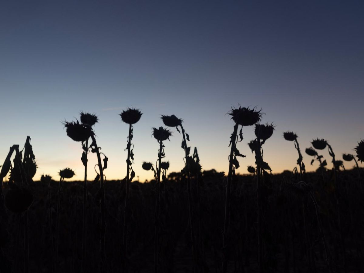 Los girasoles parecen quemados poco antes de la época de cosecha.