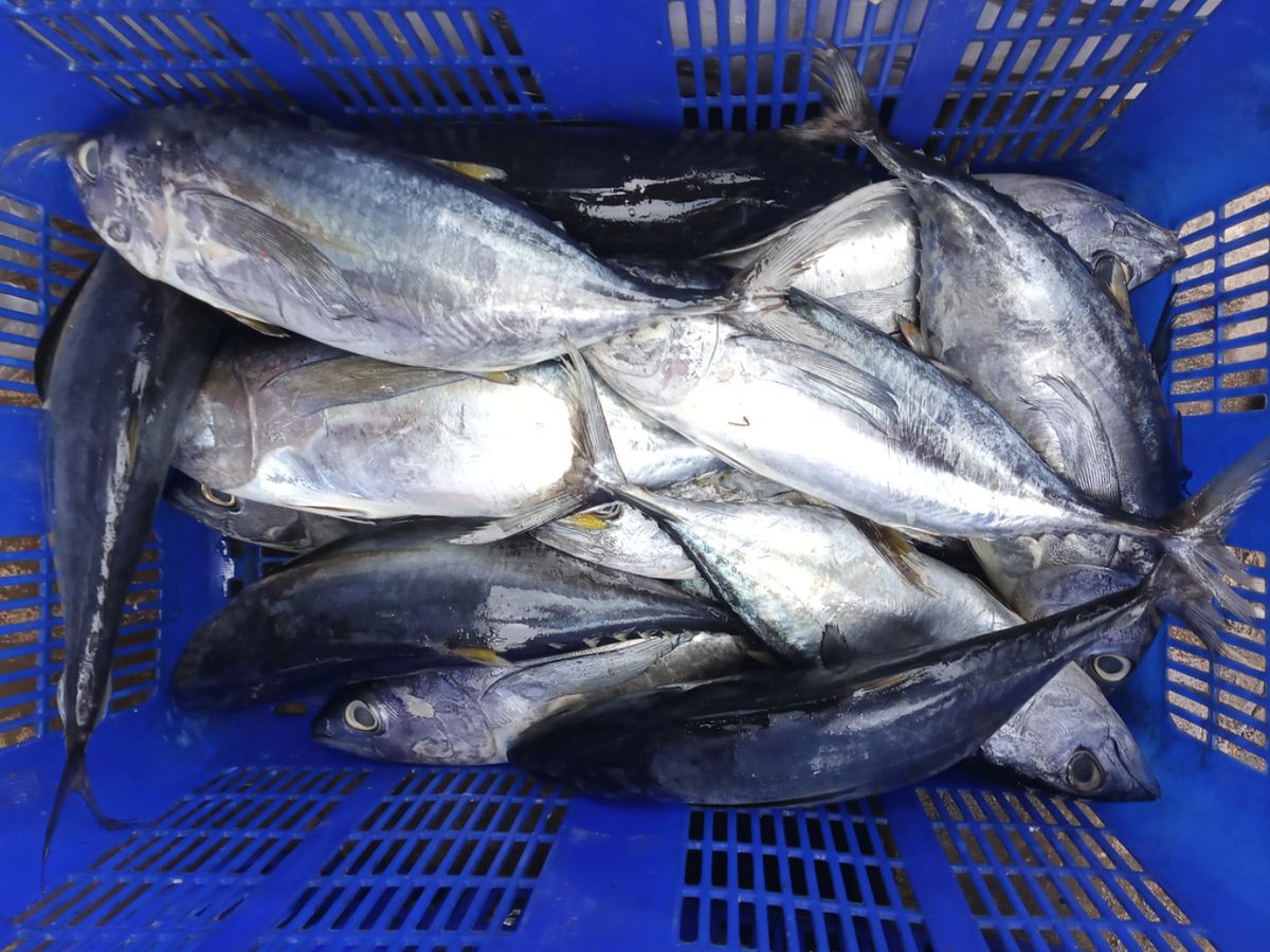 Bonitos recién capturados, listos para su venta en lonja.