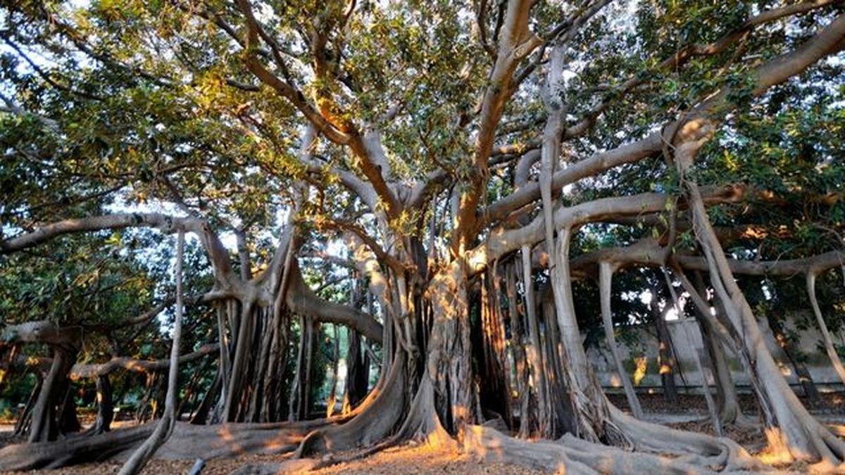 raices de ficus