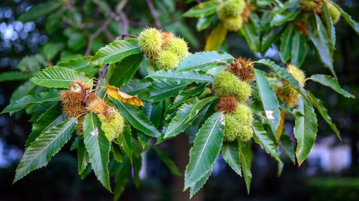 castanas maduras arbol xl