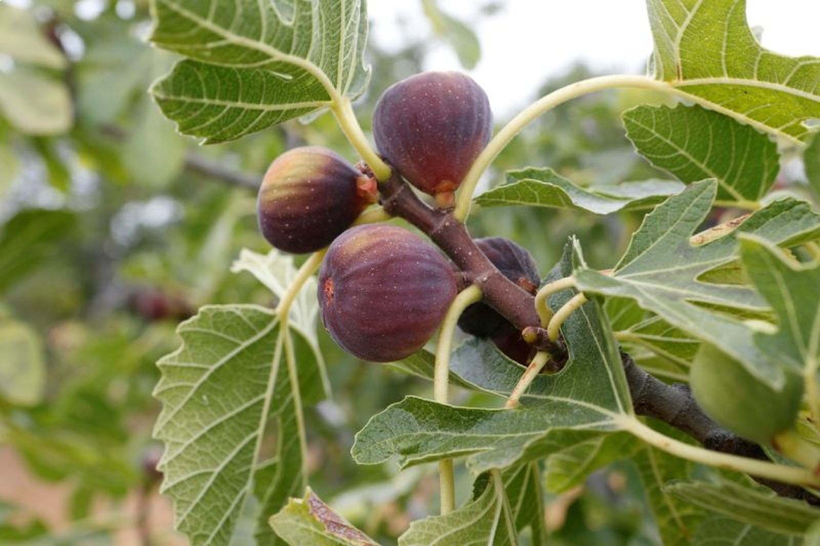 La higuera es una planta resistente de bajo mantenimiento con frutos sabrosos.