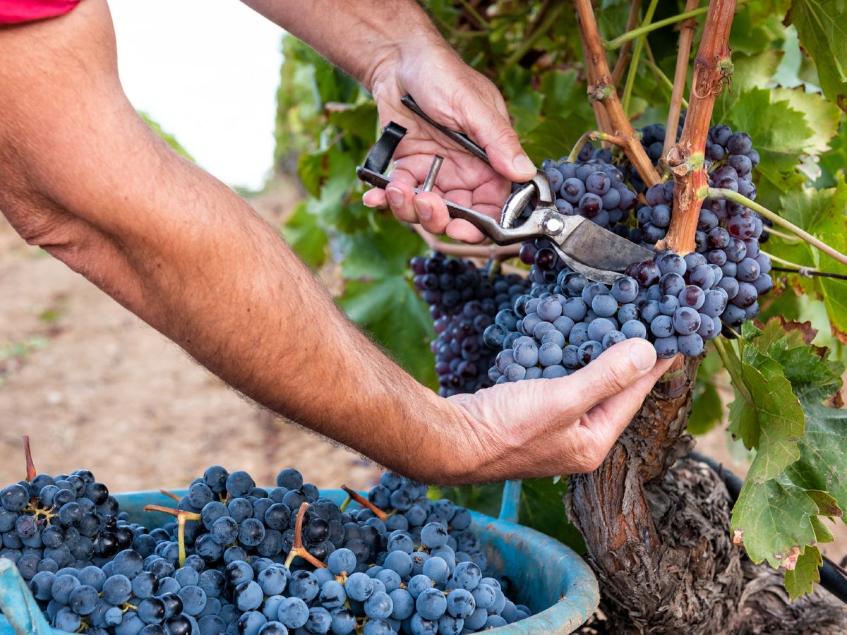 La vendimia manual, uno de los pilares del trabajo en bodegas que apuestan por un viñedo más vivo y menos intervenido.