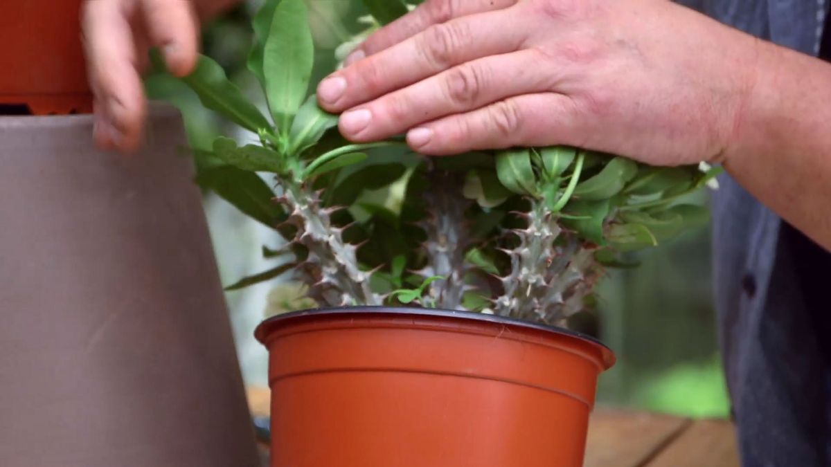 brico 952 3 euphorbia mii nombre