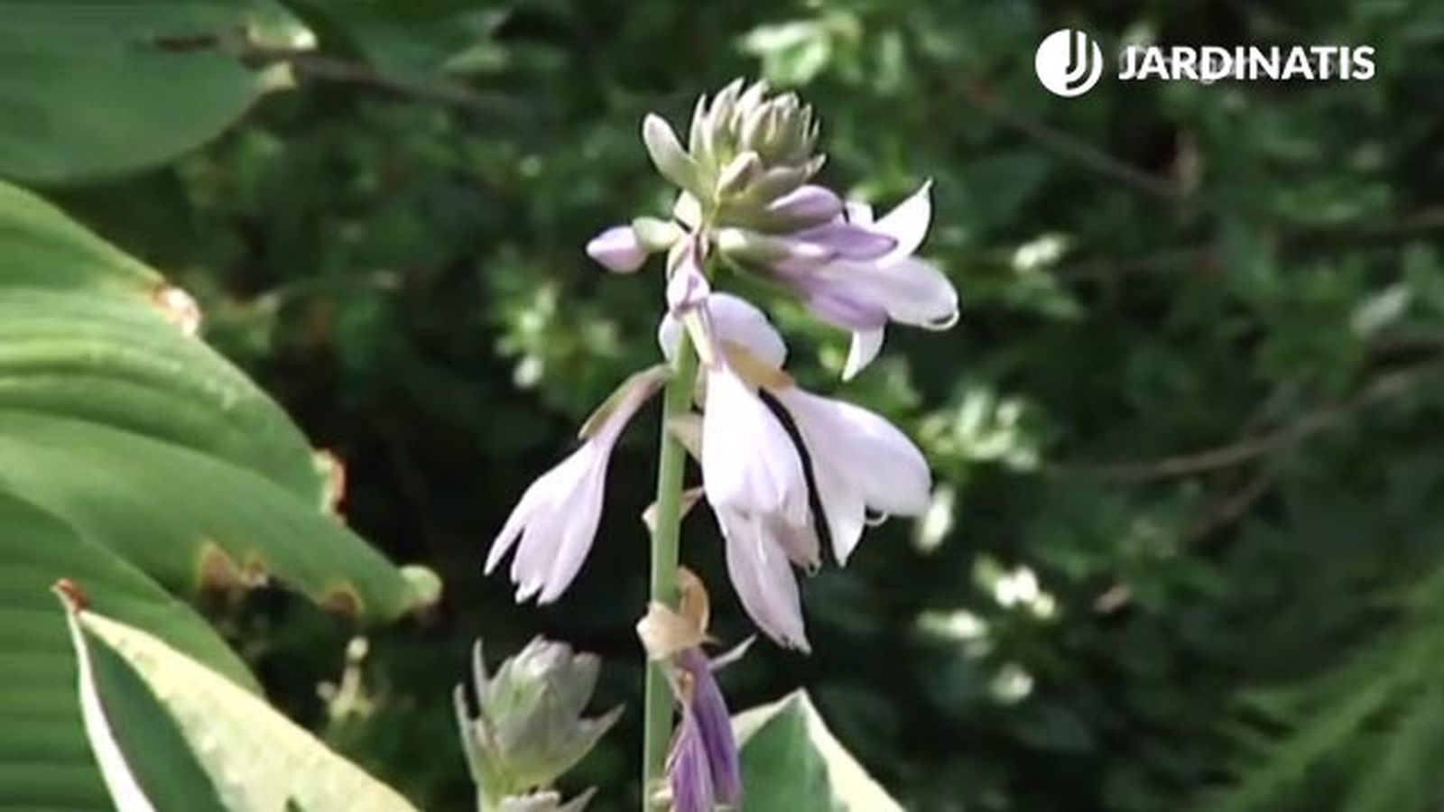 variedad flor lila hostas y hermosas deco 454 jardin variedad flor lila hostas y hermosas deco 454 jardin