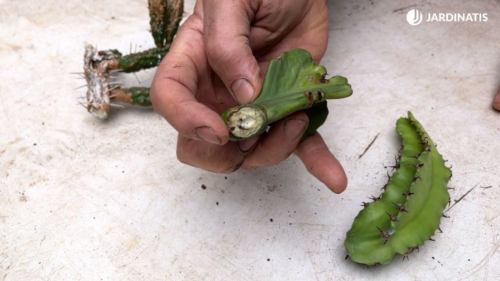 Reproducir euphorbias por esquejes es un método sencillo de aumentar tu colección Reproducir euphorbias por esquejes es un método sencillo de aumentar tu colección