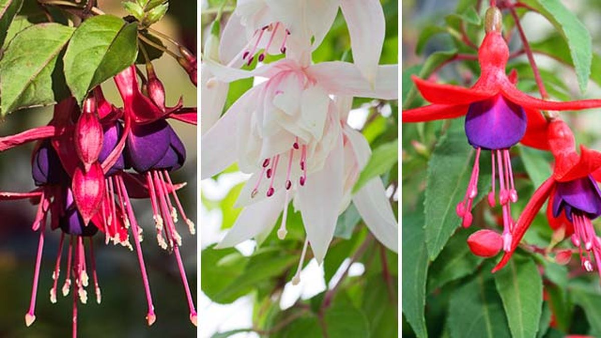 Fuchsia riccartonii fuchsia annabel fuchsia genii