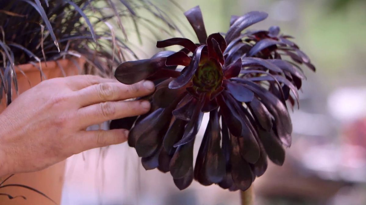 brico 916 3 escudo persa plantas hoja negra aeonium