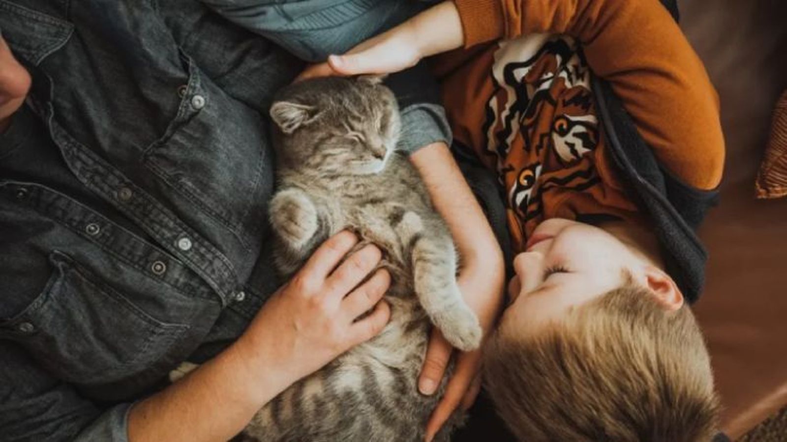 frases de gatos 3 frases de gatos 3