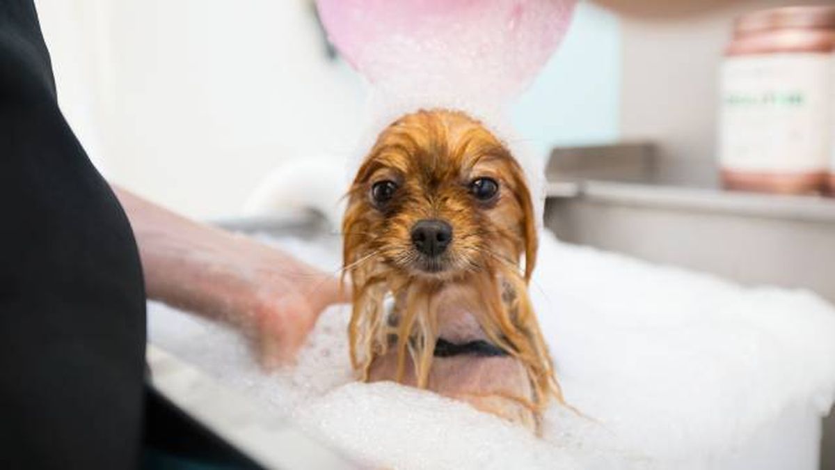 cuidados especificos perros raza pequena bano