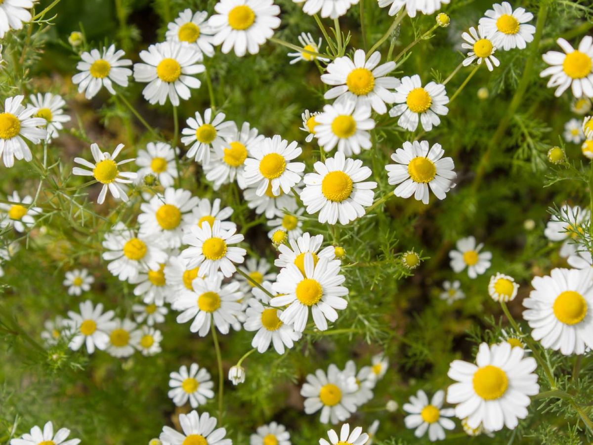 La manzanilla alivia la ansiedad y favorece el sueño.