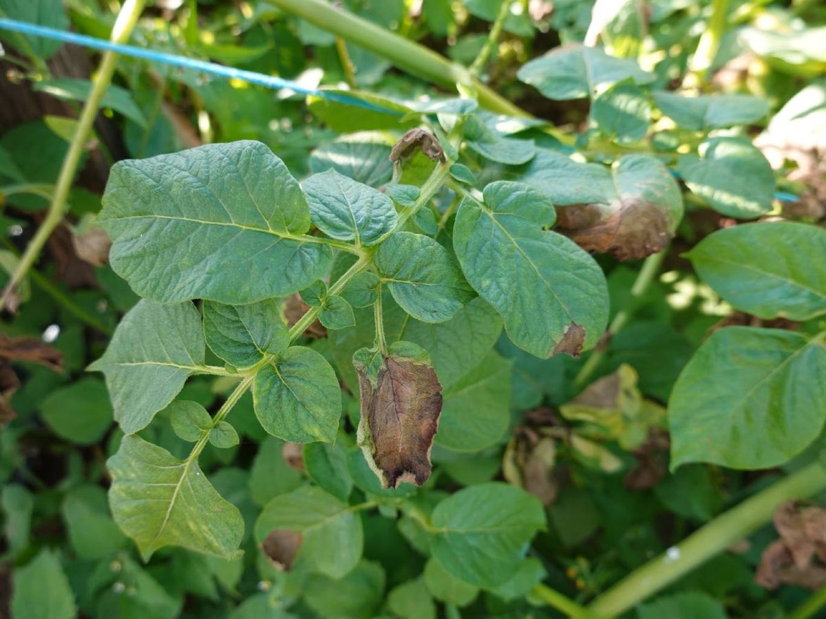 Planta afectada por Phytophthora con las hojas mustias.