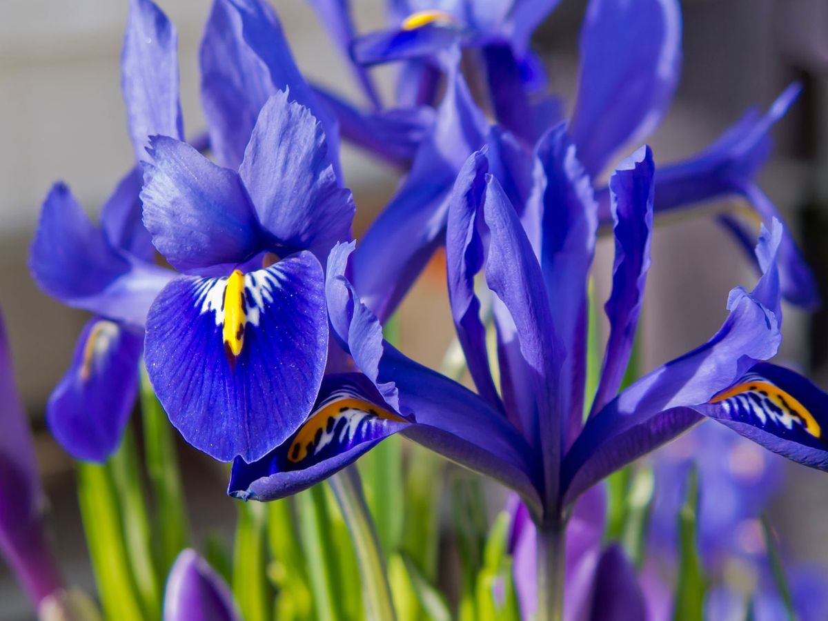 Lirios de primavera o iris reticulata