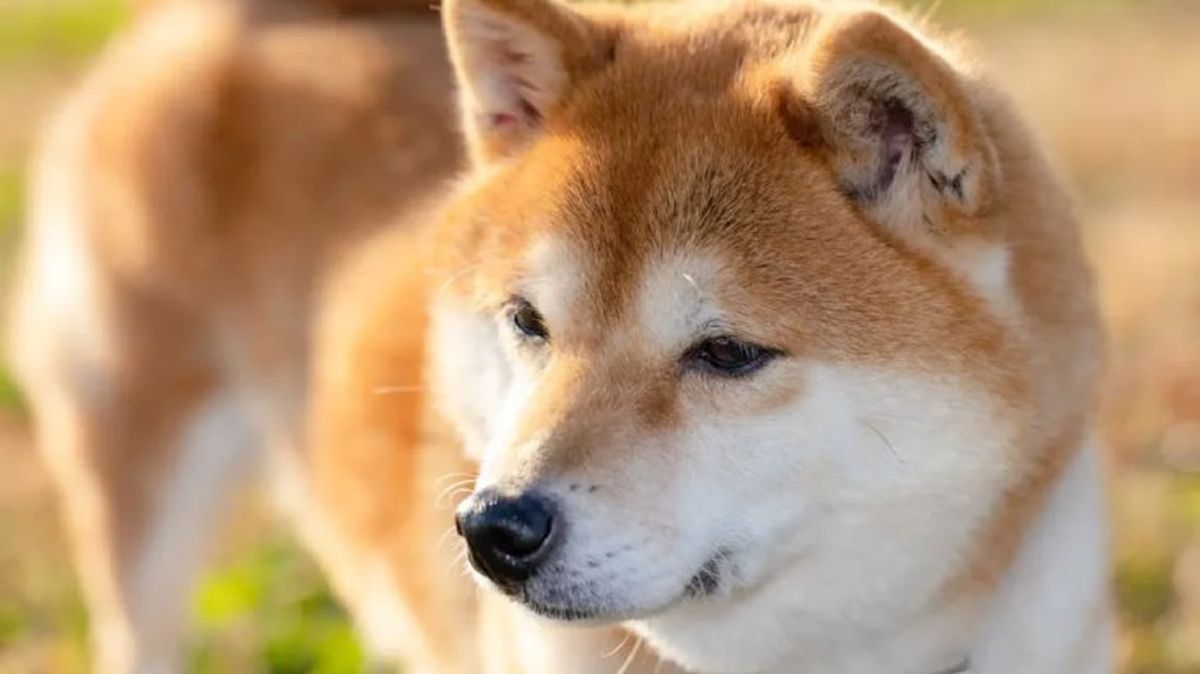 perros japoneses shiba inu 3
