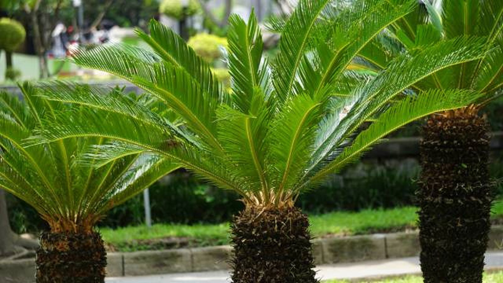 cycas revoluta cycas revoluta