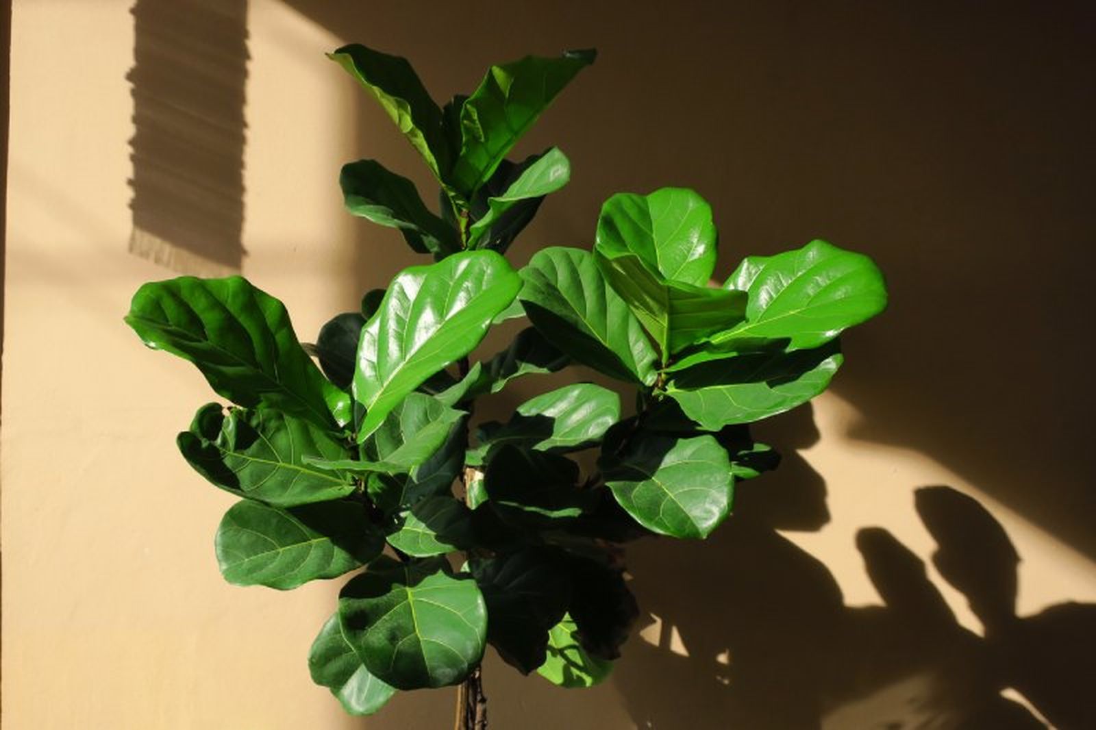 Higuera de hoja de violín Higuera de hoja de violín