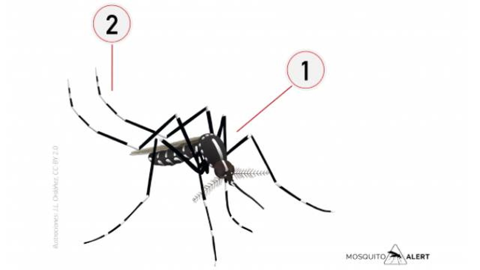 mosquitos transmisores de enfermedades mosquito tigre mosquitos transmisores de enfermedades mosquito tigre