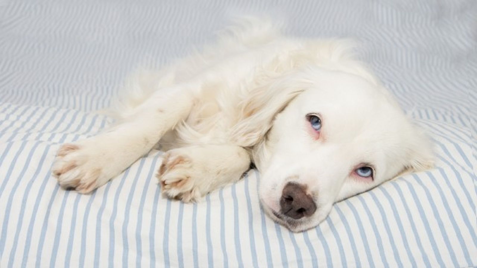 como saber si mi perro tiene fiebre 8 como saber si mi perro tiene fiebre 8